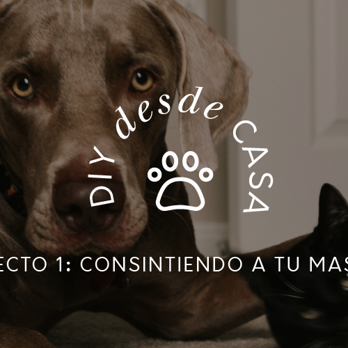 DIY desde casa - 1A: Dispensador de alimento para perros/gatos